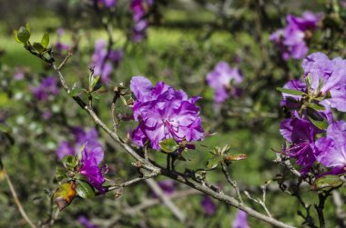 Bahar bahçe bir yeşil çim bahçesinde çiçek açmış. Çiçekli bitkiler botanik bahçe. Mor çalı çiçek ormangülü ledebourii. Botanik Bahçe, büyük Petro, St. Petersburg.