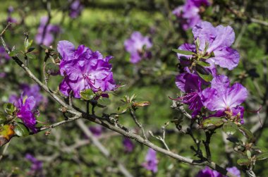 Bahar bahçe bir yeşil çim bahçesinde çiçek açmış. Çiçekli bitkiler botanik bahçe. Mor çalı çiçek ormangülü ledebourii. Botanik Bahçe, büyük Petro, St. Petersburg.