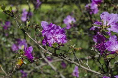 Bahar bahçe bir yeşil çim bahçesinde çiçek açmış. Çiçekli bitkiler botanik bahçe. Mor çalı çiçek ormangülü ledebourii. Botanik Bahçe, büyük Petro, St. Petersburg.