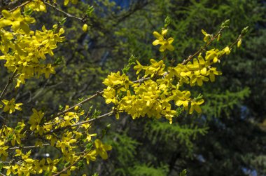 Bahar bahçe bir yeşil çim bahçesinde çiçek açmış. Çiçekli bitkiler botanik bahçe. Mor ve sarı çiçekler ağaçlar ve çalılar. Botanik Bahçe, büyük Petro, St. Petersburg.