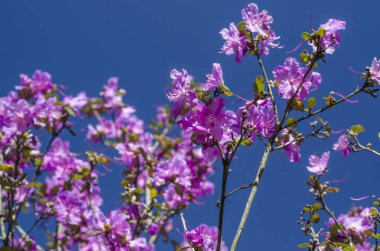 Bahar bahçe bir yeşil çim bahçesinde çiçek açmış. Çiçekli bitkiler botanik bahçe. Mor çalı çiçek ormangülü ledebourii. Botanik Bahçe, büyük Petro, St. Petersburg.