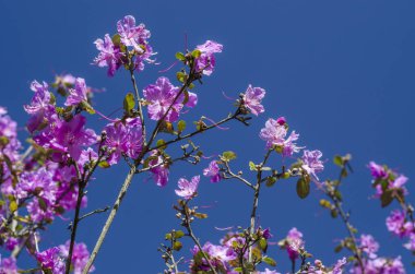 Bahar bahçe bir yeşil çim bahçesinde çiçek açmış. Çiçekli bitkiler botanik bahçe. Mor çalı çiçek ormangülü ledebourii. Botanik Bahçe, büyük Petro, St. Petersburg.