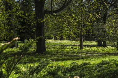Yeşil bahar süs Bahçe çiçekli forbs ile. Nötr peyzaj ile yeşil alan. Peyzaj Park. Orman, yatay, köknar ve oaks.