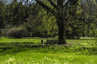Yeşil bahar süs Bahçe çiçekli forbs ile. Nötr peyzaj ile yeşil alan. Peyzaj Park. Orman, yatay, köknar ve oaks.