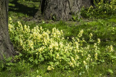 Yeşil bahar süs Bahçe çiçekli forbs ile. Nötr peyzaj ile yeşil alan. Peyzaj Park. Orman, yatay, köknar ve oaks.