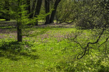 Yeşil bahar süs Bahçe çiçekli forbs ile. Nötr peyzaj ile yeşil alan. Peyzaj Park. Orman, yatay, köknar ve oaks.