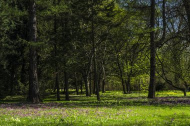 Yeşil bahar süs Bahçe çiçekli forbs ile. Nötr peyzaj ile yeşil alan. Peyzaj Park. Orman, yatay, köknar ve oaks.