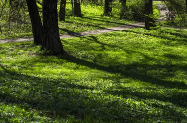 Yeşil bahar süs Bahçe çiçekli forbs ile. Nötr peyzaj ile yeşil alan. Peyzaj Park. Orman, yatay, köknar ve oaks.