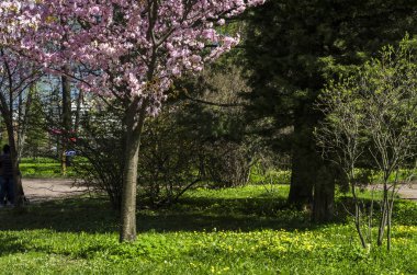Kiraz çiçekleri avluya bir yeşil çim bahçesinde. Bahar çiçekli bitkiler botanik bahçe. Pembe çiçekler Japon kiraz. Botanik Bahçe, büyük Petro, St. Petersburg.