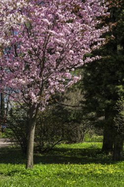 Kiraz çiçekleri avluya bir yeşil çim bahçesinde. Bahar çiçekli bitkiler botanik bahçe. Pembe çiçekler Japon kiraz. Botanik Bahçe, büyük Petro, St. Petersburg.