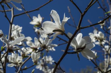 Beyaz çiçekli Manolya ağacı kapatın. Parlak mavi bahar gökyüzü parlak ağaç.