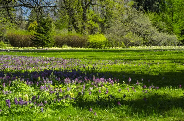 Jardim Ornamental Primavera Verde Com Forbs Flowering Paisagem Neutra Com — Fotografia de Stock