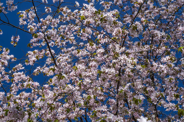 Sakura blooming against a blue sky. Spring flowering plants in the botanical garden. Pink flowers of Japanese cherry. Botanical Garden of Peter the Great in St. Petersburg.