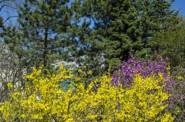 Blooming spring garden in the yard with a green lawn. Flowering plants in the botanical garden. Violet and yellow flowers of trees and shrubs. Botanical Garden of Peter the Great in St. Petersburg.