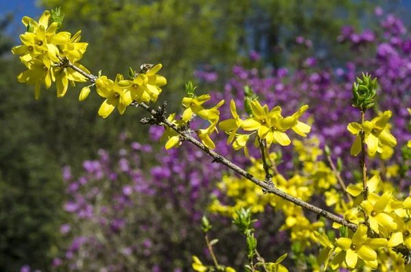 Floreciente Jardín Primavera Patio Con Césped Verde Plantas Con Flores — Foto de Stock