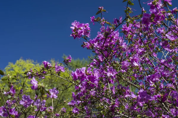 Floreciente Jardín Primavera Patio Con Césped Verde Plantas Con Flores — Foto de Stock