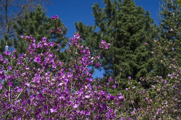 Los Arbustos Florecientes Rododendro Contra Cielo Azul Primavera Día Soleado — Foto de Stock