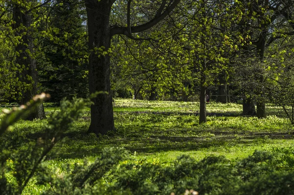 Ziergarten Grünen Frühling Mit Blühenden Gabeln Neutrale Landschaft Mit Grünem — Stockfoto