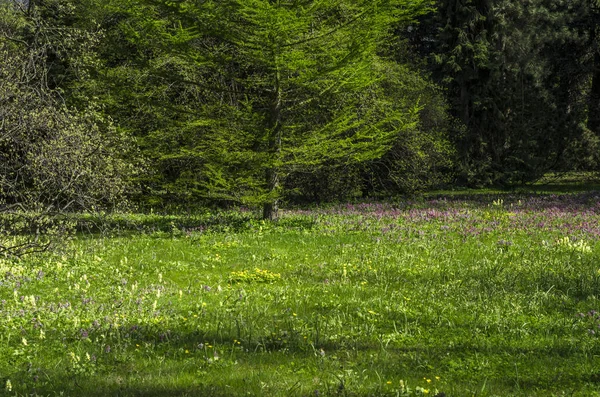 Ziergarten Grünen Frühling Mit Blühenden Gabeln Neutrale Landschaft Mit Grünem — Stockfoto