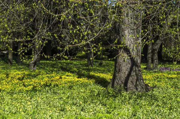 Ziergarten Grünen Frühling Mit Blühenden Gabeln Neutrale Landschaft Mit Grünem — Stockfoto