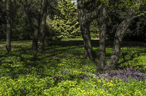 Jardín Ornamental Primavera Verde Con Forbs Florecientes Paisaje Neutral Con — Foto de Stock