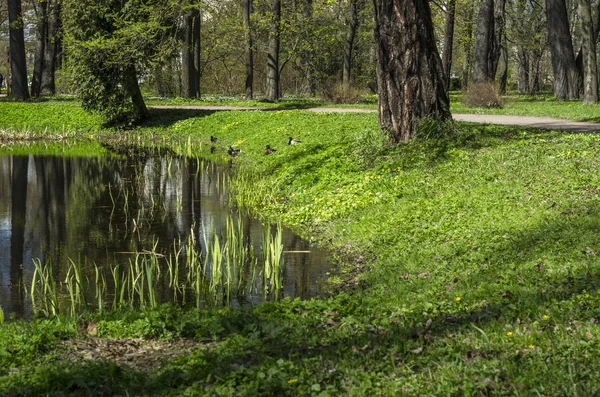 Inundación Primavera Hermoso Parque Verde Jardín Primavera Con Lago Prados — Foto de Stock