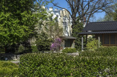 Güzel çiçekli pembe sakura ve çalılar ile Japon bahçesi. Japon avlunun ortasında bir yeşil çayır pagoda ve taş yolları ile.