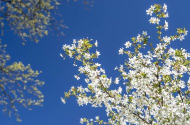 Mavi gökyüzü beyaz sakura dalları. Güzel çiçekli ağaç yakın çekim.