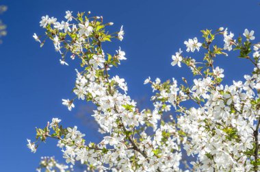 Mavi gökyüzü beyaz sakura dalları. Güzel çiçekli ağaç yakın çekim.