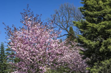 Kiraz çiçekleri avluya bir yeşil çim bahçesinde. Bahar çiçekli bitkiler botanik bahçe. Pembe çiçekler Japon kiraz. Botanik Bahçe, büyük Petro, St. Petersburg.