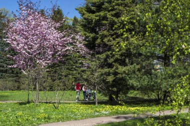 Kiraz çiçekleri avluya bir yeşil çim bahçesinde. Bahar çiçekli bitkiler botanik bahçe. Pembe çiçekler Japon kiraz. Botanik Bahçe, büyük Petro, St. Petersburg.