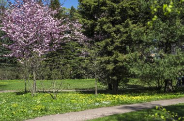 Kiraz çiçekleri avluya bir yeşil çim bahçesinde. Bahar çiçekli bitkiler botanik bahçe. Pembe çiçekler Japon kiraz. Botanik Bahçe, büyük Petro, St. Petersburg.
