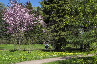 Kiraz çiçekleri avluya bir yeşil çim bahçesinde. Bahar çiçekli bitkiler botanik bahçe. Pembe çiçekler Japon kiraz. Botanik Bahçe, büyük Petro, St. Petersburg.