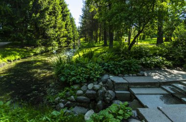 Ormanda nehir kıyısında yüksek köknar ağaçları
