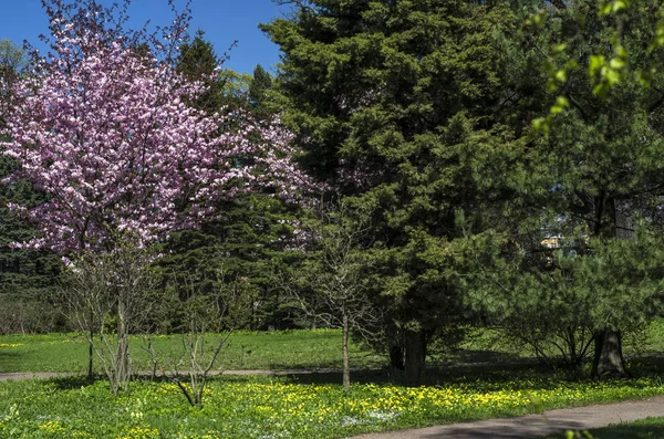 Fiori Ciliegio Nel Giardino Nel Cortile Con Prato Verde Piante — Foto Stock