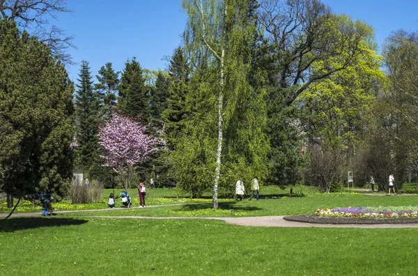 花园中的樱花 庭院里有一片绿色的草坪 植物园里的春天开花植物 日本樱桃的粉红色的花 彼得大帝植物园在圣彼得堡 — 图库照片