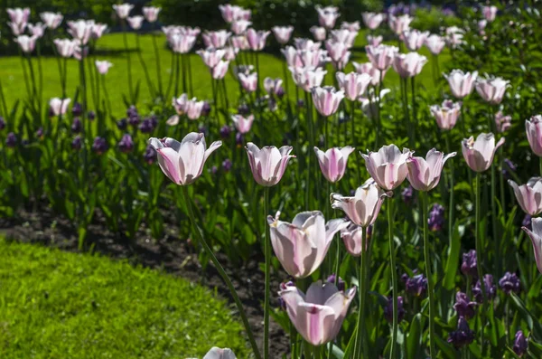 Virágzó Tulipánok Parkban — Stock Fotó