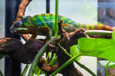 Zootherrarium yetişkin kertenkele