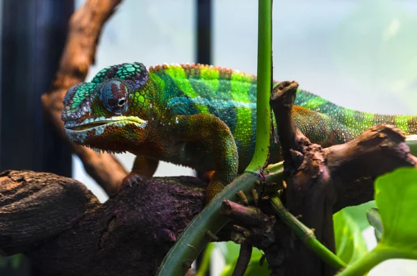 Felnőtt Gyík Zootherrarium — Stock Fotó