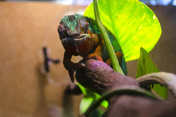 Adult Lizard Zootherrarium — Stock Photo, Image