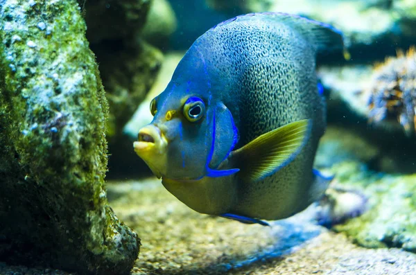 Blue Yellow Aquarium Fish — Stock Photo, Image