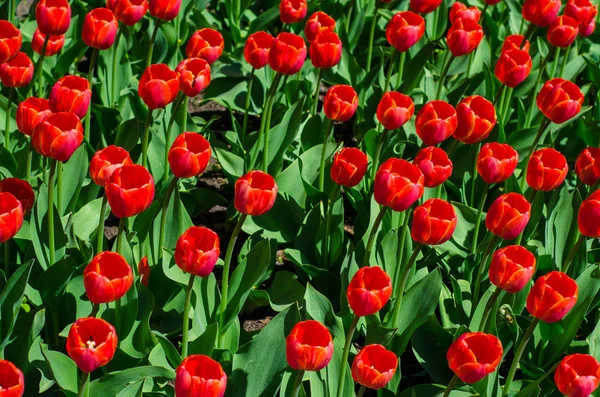 Red Flowering Tulips Park Flowering Tulips Park Tulip Festival Thousands — Stock Photo, Image