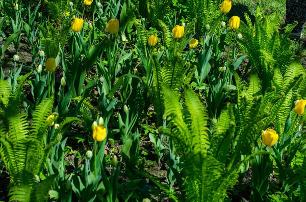 Blühende Tulpen Park Blühende Tulpen Park Tulpenfest Tausende Von Schönen — Stockfoto