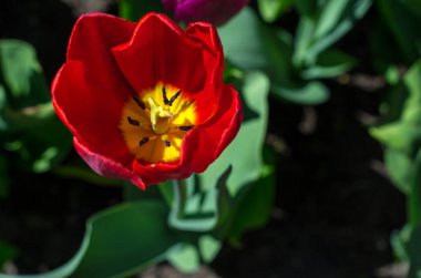 Çiçekli laleler parkta. Çiçekli laleler parkta. Lale Festivali. Güzel çok renkli lale, nadir türler binlerce. St. Petersburg, Elagin Adası