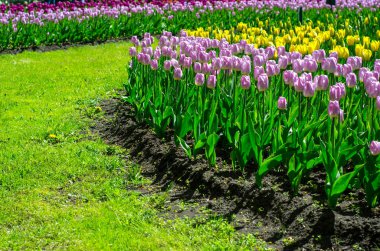 Çiçekli laleler parkta. Lale Festivali. Güzel çok renkli lale, nadir türler binlerce. St. Petersburg, Elagin Adası