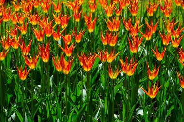 Çiçekli laleler parkta. Çiçekli laleler parkta. Lale Festivali. Güzel çok renkli lale, nadir türler binlerce. St. Petersburg, Elagin Adası. Sarı kırmızı çiçekler.