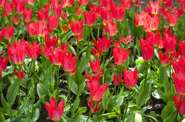 Glade renkli Lale kartları için