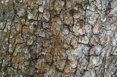 Eski ağaç kabuğu - doku için meşe
