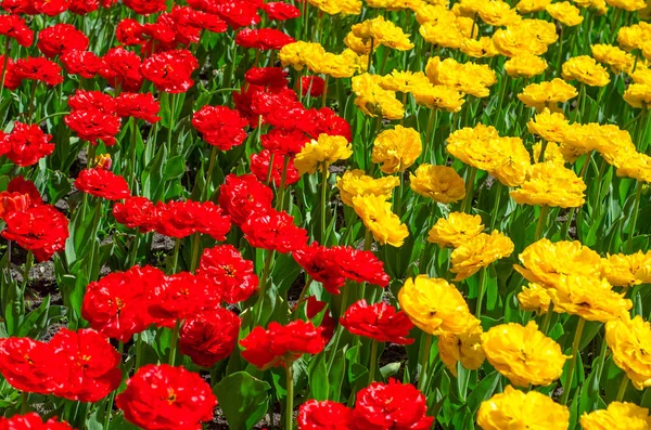 Virágzás Tulipán Parkban Virágzás Tulipán Parkban Tulip Fesztivál Ezer Ból — Stock Fotó