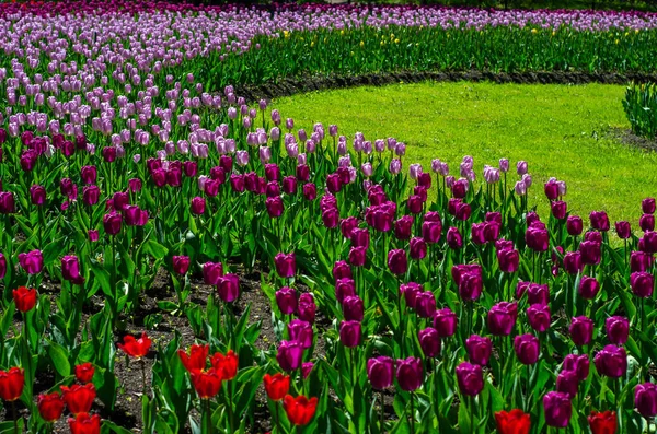 Flowering tulips in the park. Tulip Festival. Thousands of beautiful multi-colored tulips, rare species. St. Petersburg, Elagin Island